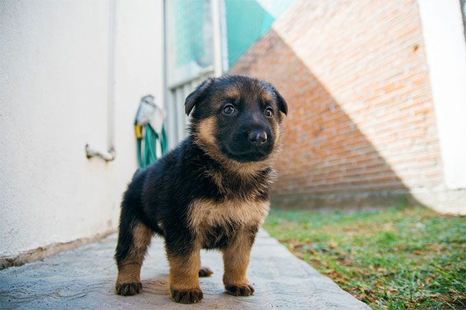 german shepherd